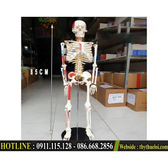Bộ Mô hình xương người 85cm - Mô hình xương