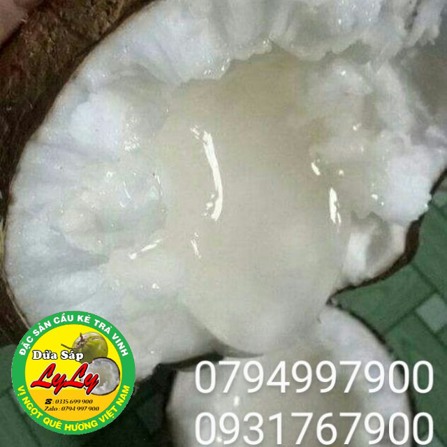 Dừa sáp loại đặc biệt sỉ lẻ cầu kè trà vinh