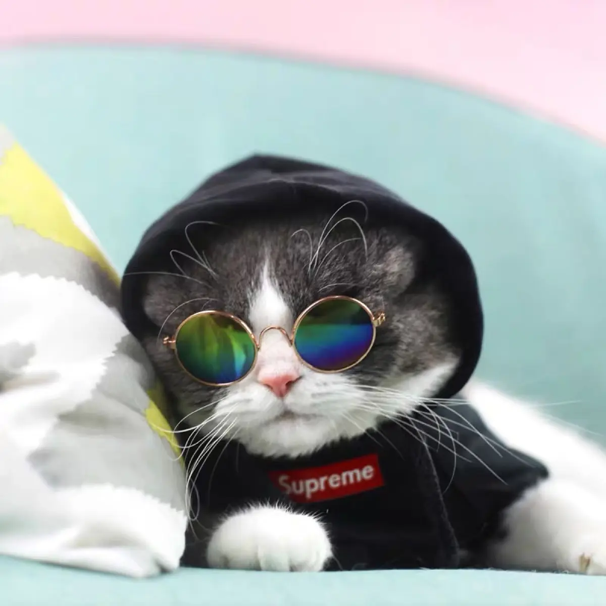 supreme cat clothes