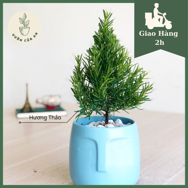 Cây Hương Thảo - Rosemary (cây cao 35 - 40cm, chậu 25cm) cây đuổi muỗi, gia vị, hương liệu