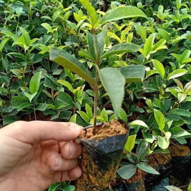 Cây giống mộc hương ta , hoa thơm ngát