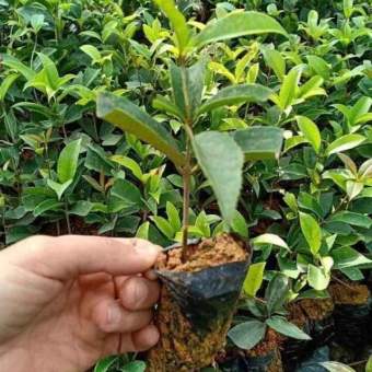 Cây giống mộc hương ta , hoa thơm ngát ( không bán mộc tàu )