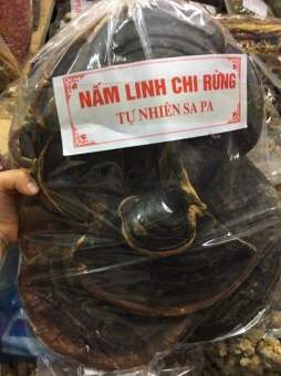 500g nấm linh chi hàng rừng nấm hồng chi