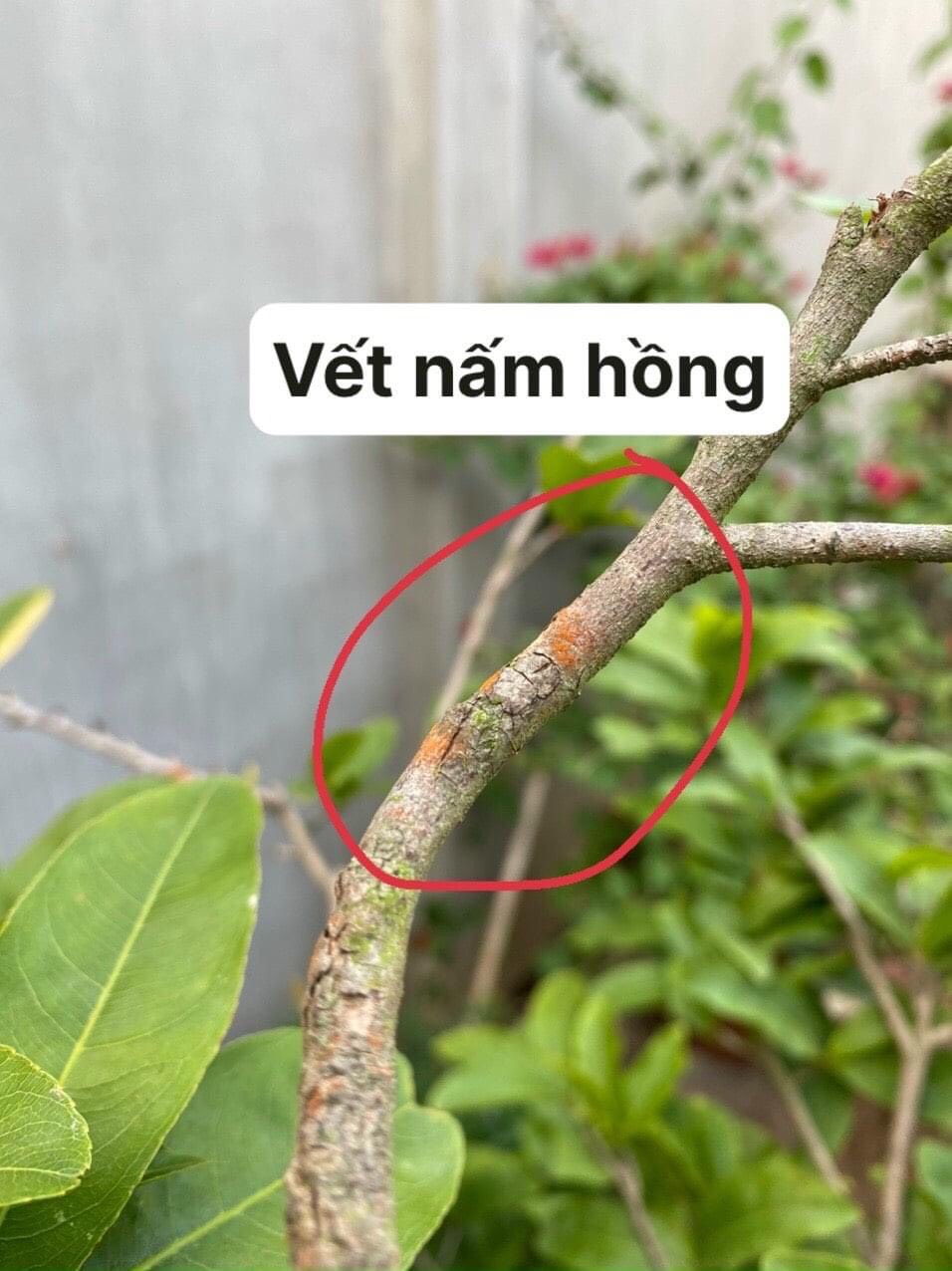 Thuốc trừ bệnh nấm hồng trên mai vàng; Trừ bệnh nấm hồng mai vàng; Trừ bệnh nấm hồng cây mai; Trừ bệnh nấm hồng trên cây mai