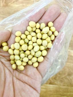 ĐẬU NÀNH HỮU CƠ THUẦN CHỦNG HẠT TO VÀ ĐẸP ( ĐẬU TƯƠNG, ĐỖ TƯƠNG)