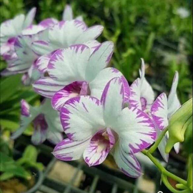 Denro chớp enobi hoa cực đẹp siêng hoa hàng cây giống khỏe