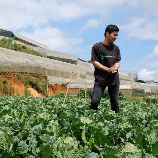 Cải Kale (Cải Xoăn) Đà Lạt - Túi 500g - Đặc Sản Ngon Lành