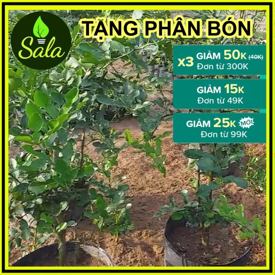 CÂY CHÚC LỚN 1.5 NĂM TUỔI CAO 0.7M, NHIỀU NHÁNH