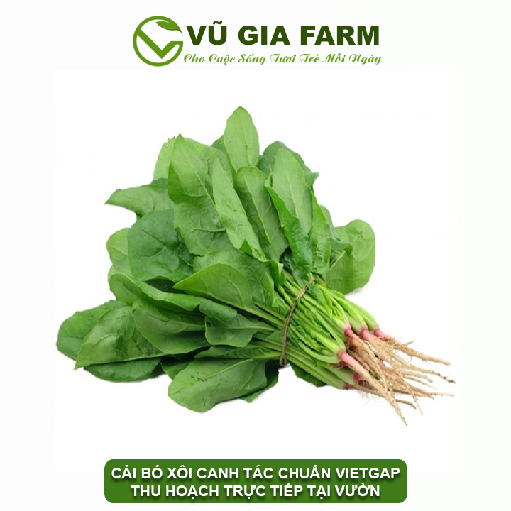 Vg farm cải bó xôi đà lạt lâm đồng