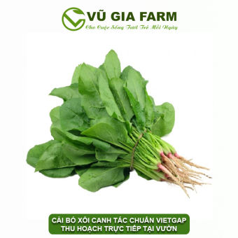 VG FARM Cải Bó Xôi Đà Lạt Lâm Đồng
