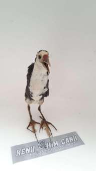 cuốc giả mồi-kênh chim cảnh