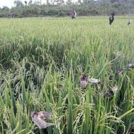 Lưới tàn hình 5 phân 20m bẫy chim trao trảo, chào mào, cu tiểu, chòe, khướu