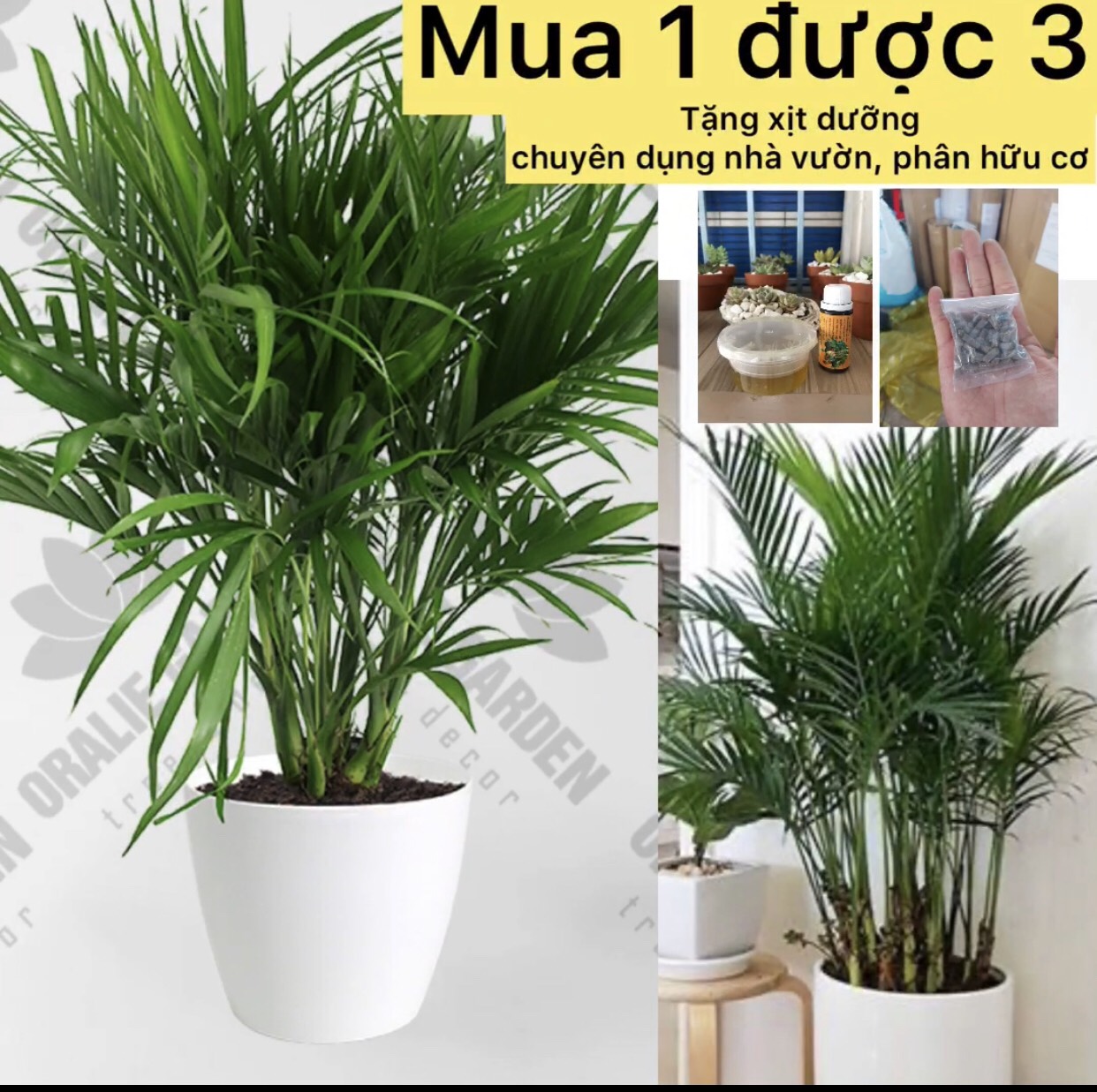 Cây cau phú quý - cây phong thủy hạp mạng mộc caykiengsadec