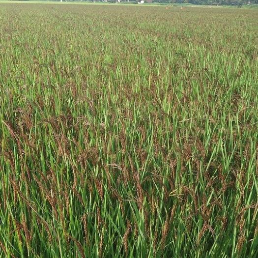 GẠO LỨT HUYẾT RỒNG 2 KG