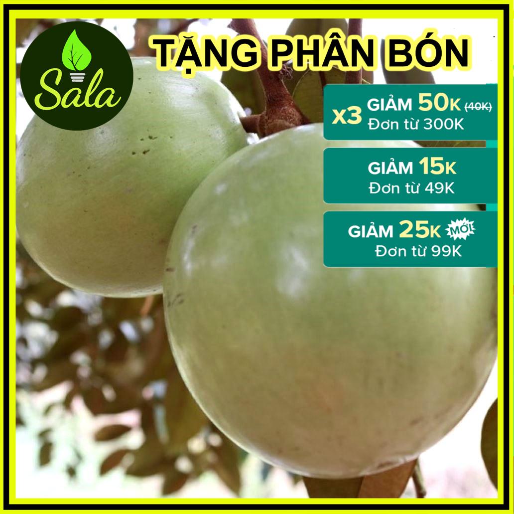 CÂY VÚ SỮA LÒ RÈN VĨNH KIM KHỎE, QUẢ RẤT NGON