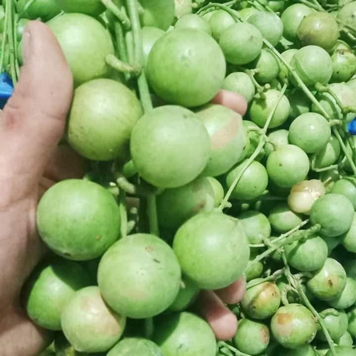 Cây giống dâu da xanh trái tròn