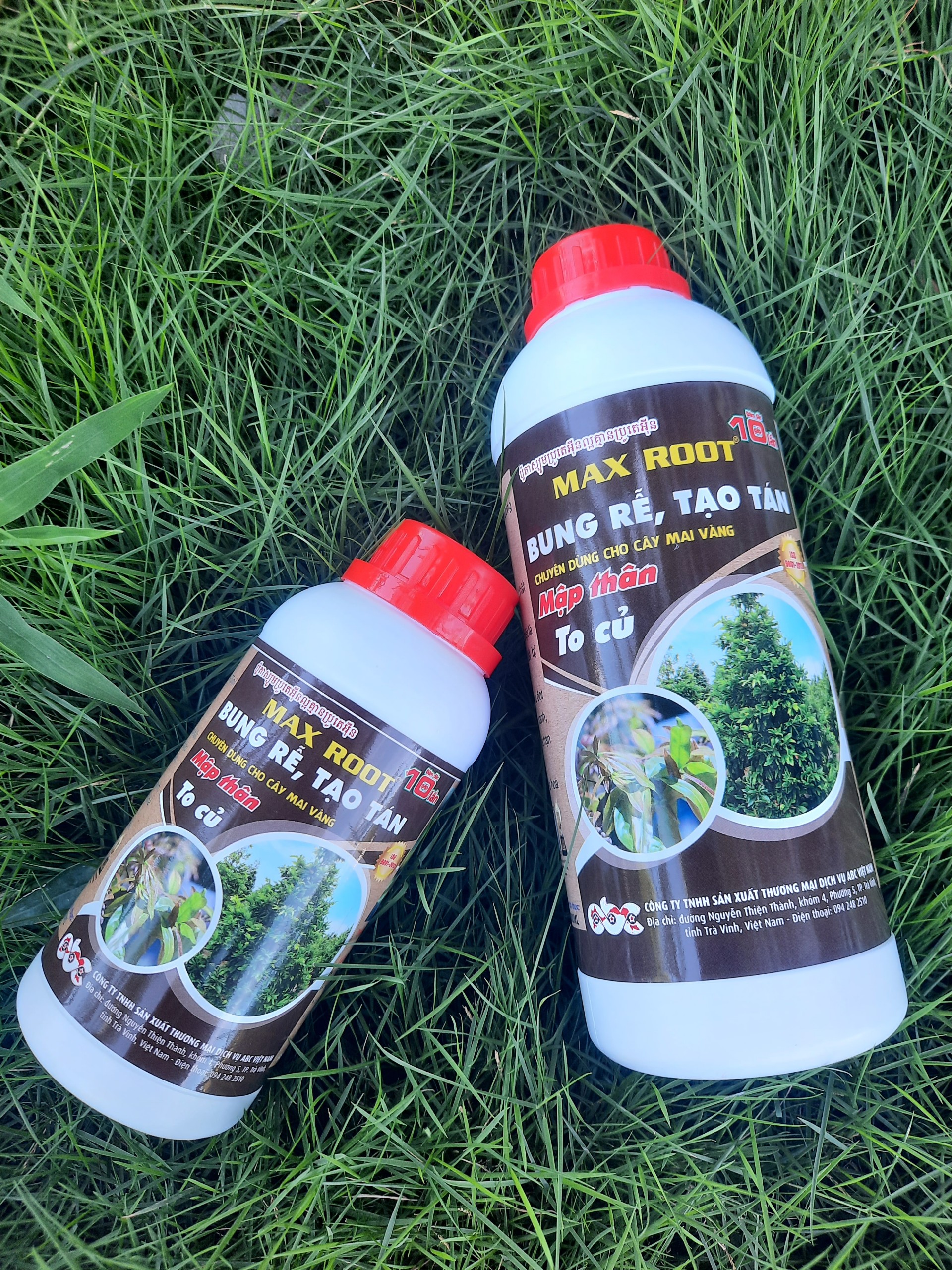 Dưỡng rễ bung chồi chuyên mai vàng Max root 1 lít
