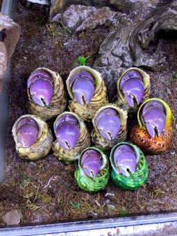 "Mô hình sốngin Ố.c mượn hồn Brevi size M+,L