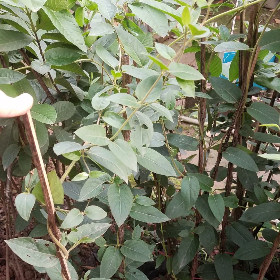 Kim ngân hoa cây leo đẹp - Hoa thơm nhiều công dụng, cây trưởng thành