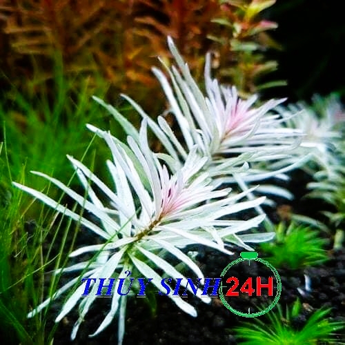 BẠCH THÁI DƯƠNG THỦY SINH ( 12 ngọn )