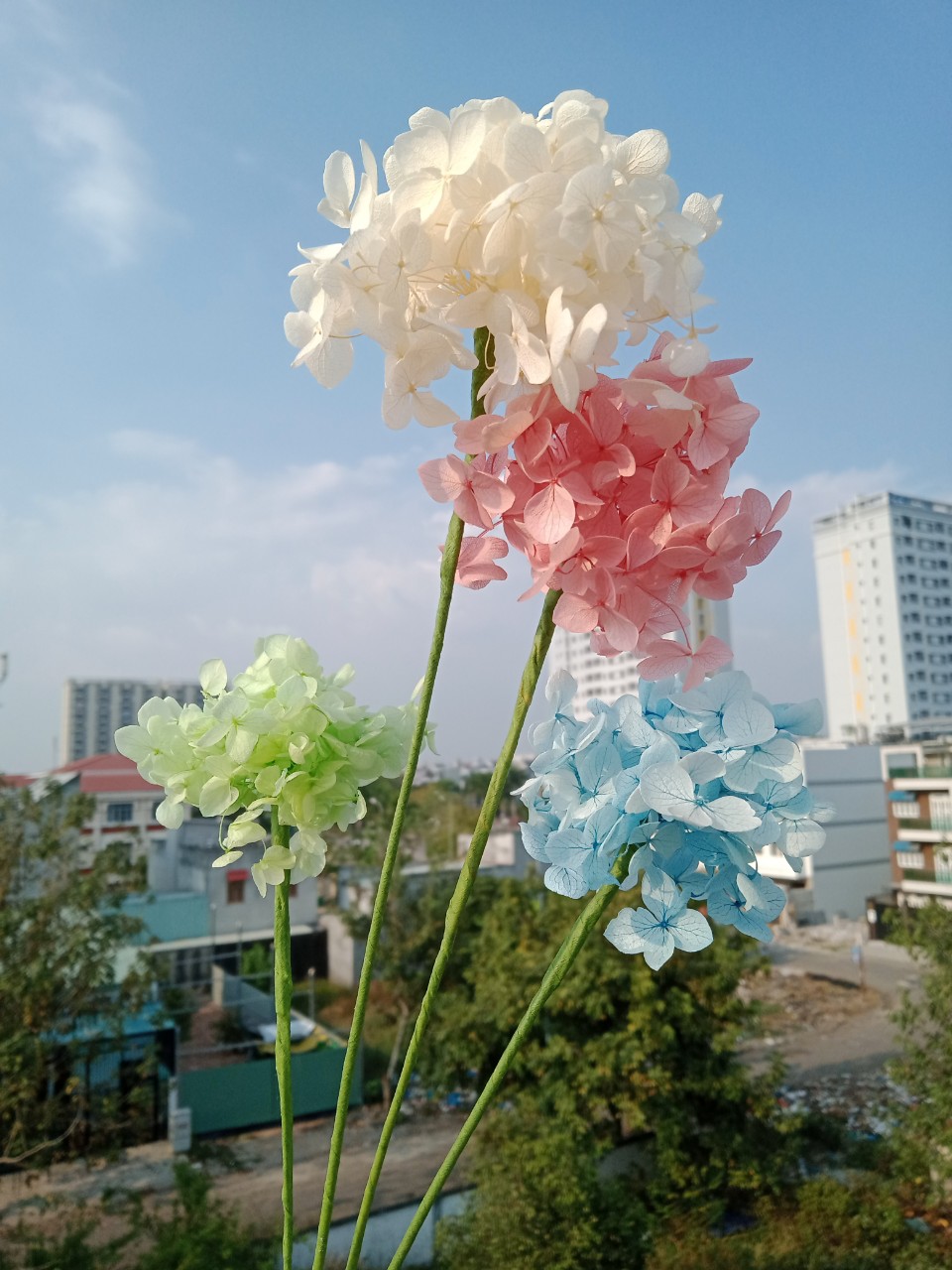 Hoa khô cẩm tú cầu mini - một cành ghép