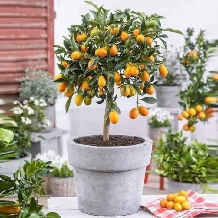 Cây giống quất quả ngọt cây sẵn hoa và trái