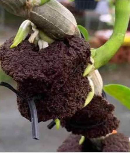 Mút ươm hũu cơ Hà lan 10 cục