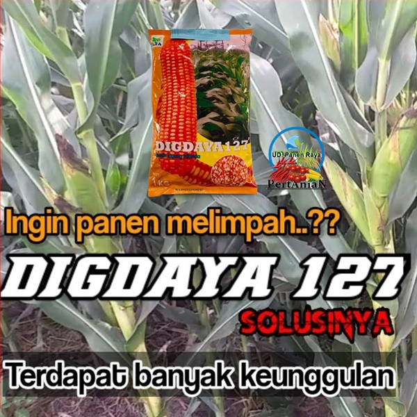 Jual Benih Jagung Hibrida Unggul Terbaik DIGDAYA 127 Isi 1kg By LTA Di ...