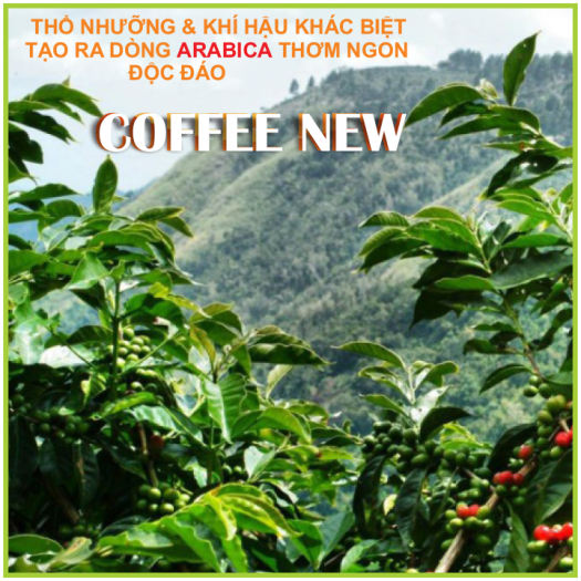 1KG Cafe nhân sống ARABICA Chưa Rang ĐẶC SẢN CẦU ĐẤT  Sàng 18 Hàng Chất Lượng Cao  Coffee New