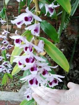 1 ki phi điệp, giả hạc