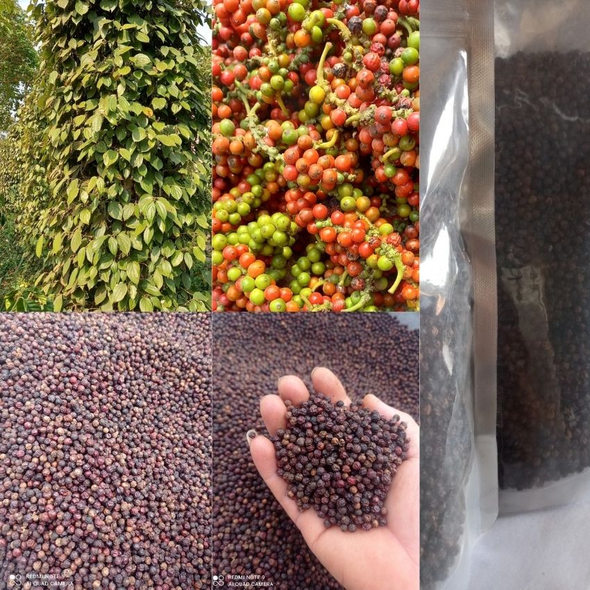 Tiêu chín tiêu đen gia vị cho bữa ăn đậm đà hấp dẫn...