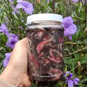 Mắm mực mành Phú Yên, rất nhiều mực (500g) - Đặc sản Bà Mười