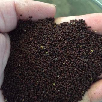 1Kg Hạt Mần Ri Hoa Vàng