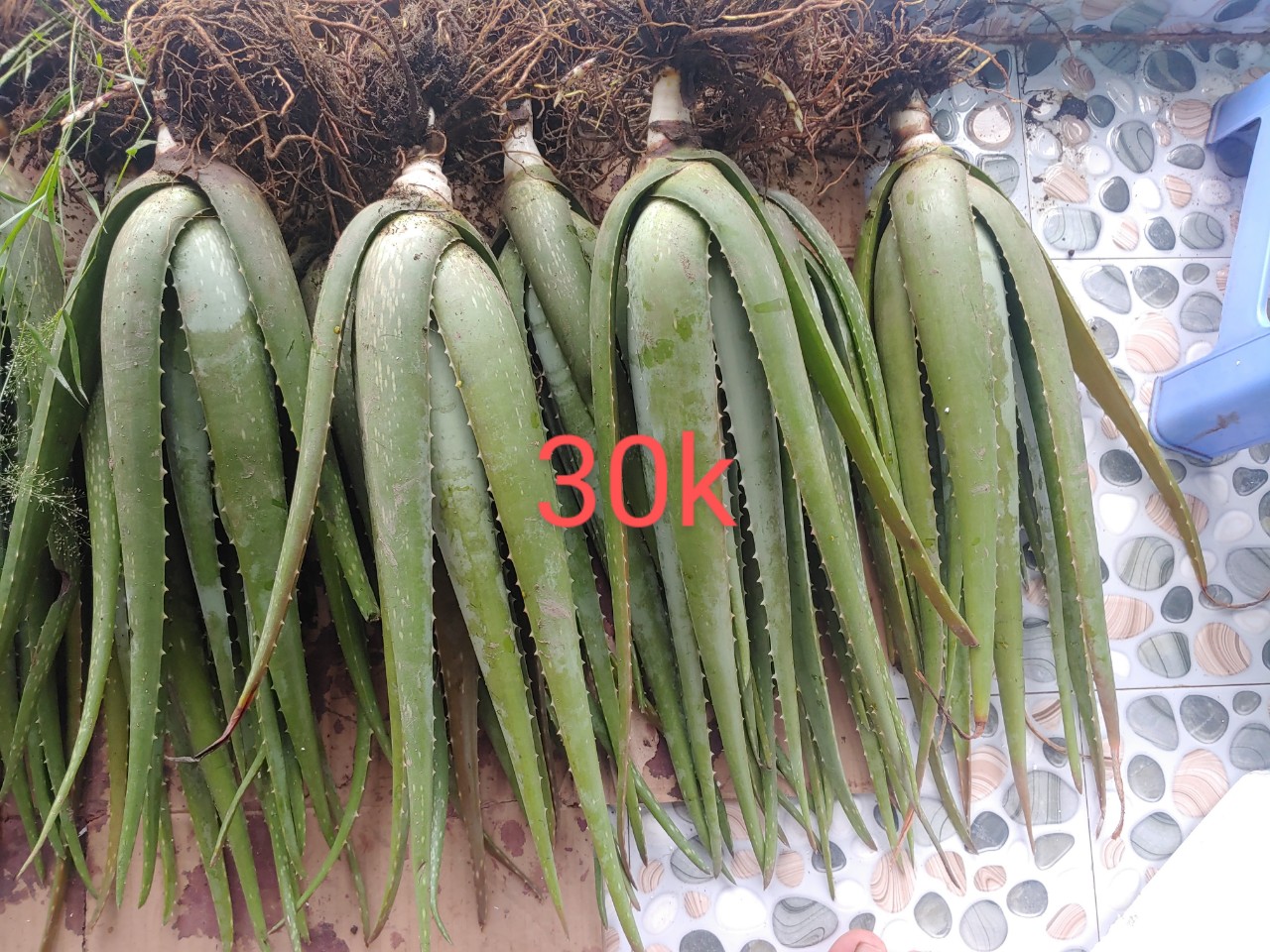 2 cây nha đam mỹ loại to 35-40cm