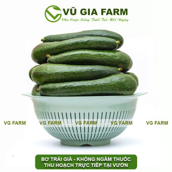VG FARM Bơ 034 Bảo Lộc Lâm Đồng - Trái già hái trực tiếp tại vườn không lo hoá chất - Cơm vàng, sáp dẻo