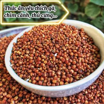 1kg hạt Bobo đỏ  , Ý Dĩ ( thức ăn yêu thích gà đá, chim cảnh... )