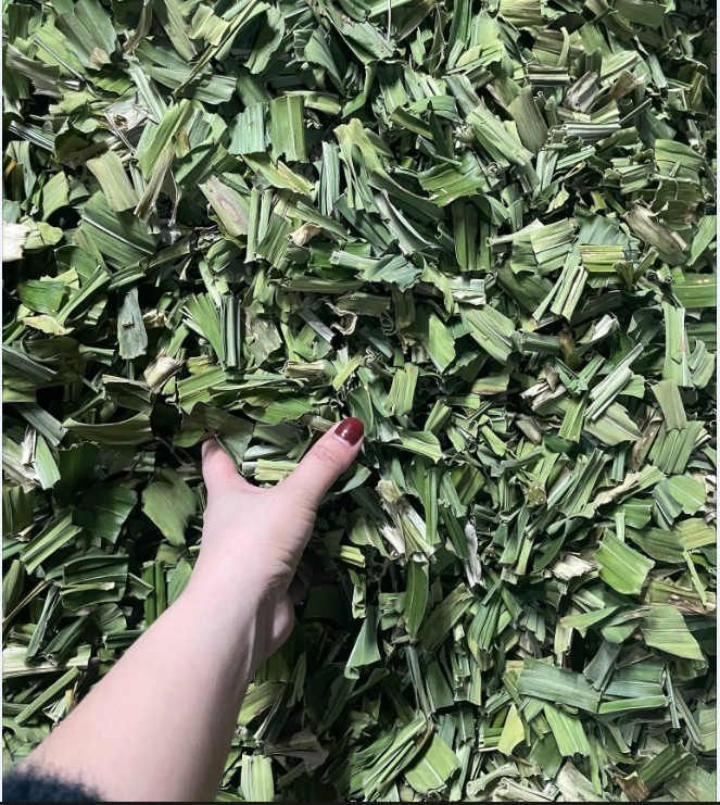 Lá nếp lá dứa sấy khô gói 500gr thơm ngon