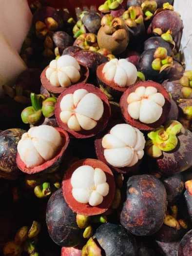 MĂNG CỤT Lái Thiêu đầu mùa tươi ngon chín đều không bị chai -1kg - Giao nhanh khu vực TP.HCM