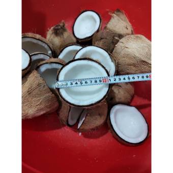 Dừa Khô Bến Tre - 750g - 850g/trái