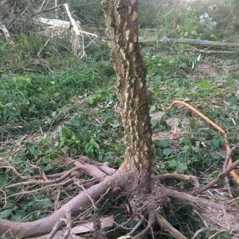 Cây ưng bất bạc khô (1-2kg)