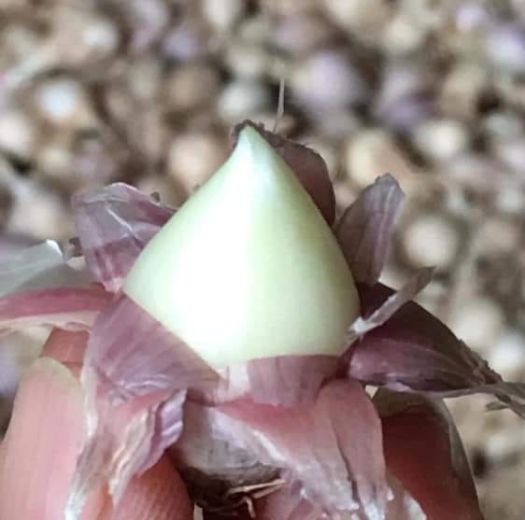 Tỏi Cô Đơn Phù Yên Sơn La