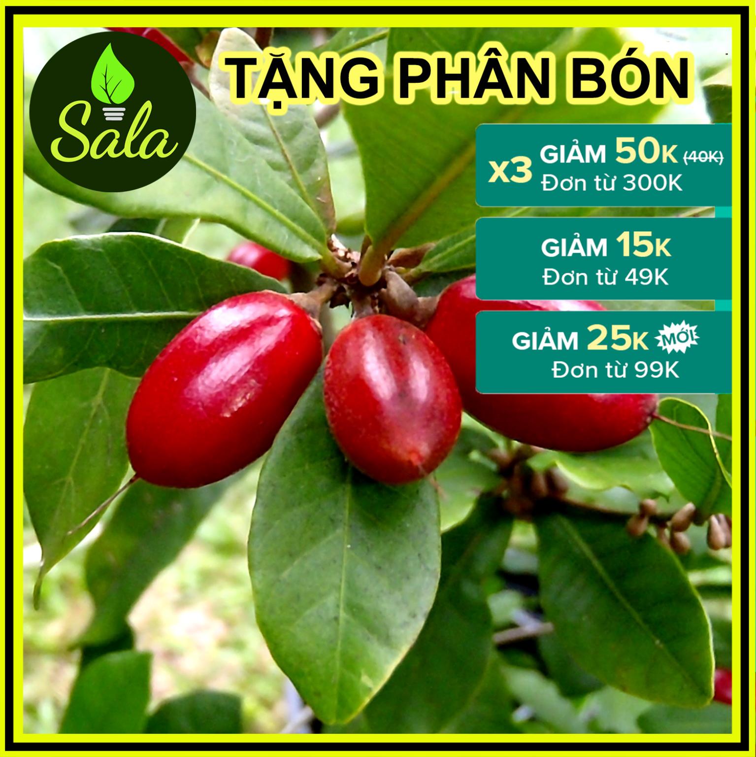 CÂY THẦN KỲ GIỐNG CAO 20-30CM, CÓ TÁC DỤNG THAY ĐỔI VỊ GIÁC