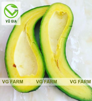 Bơ 034 Di Linh Lâm Đồng - Trái già hái trực tiếp tại vườn không lo hoá chất - Cơm vàng, sáp dẻo