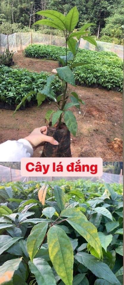 Cây lá đắng