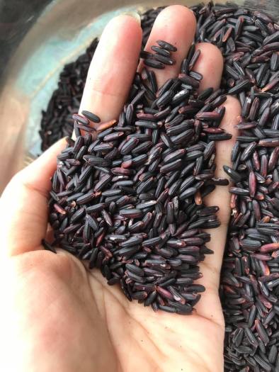 1kg Gạo lứt đen Sóc Trăng thơm ngon chất lượng [Cây Đa Shop]