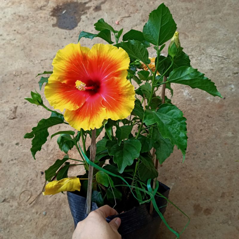 [Cây giống hoa] Dâm bụt cánh đơn - CayGiongTot