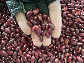 ĐẬU ĐỎ ĐÀ LẠT ĐẬU ĐỎ LOẠI 1 - ĐẬU ĐẸP, NGON, BỔ VÀ CHẤT LƯỢNG NẤU SÚP - NẤU CHÈ