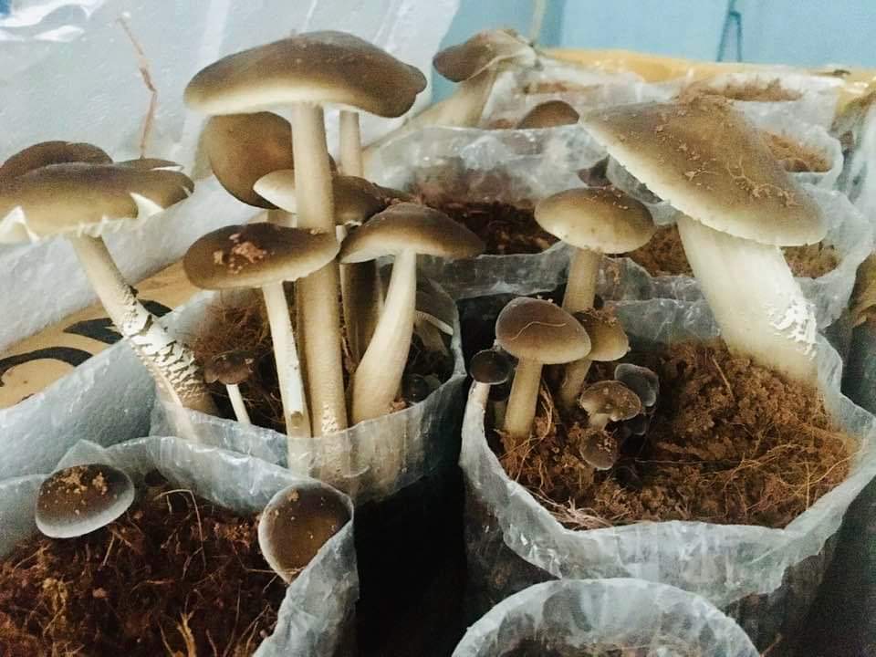 Phôi Nấm Mối Đen(01 kiện hàng 5 bịch)