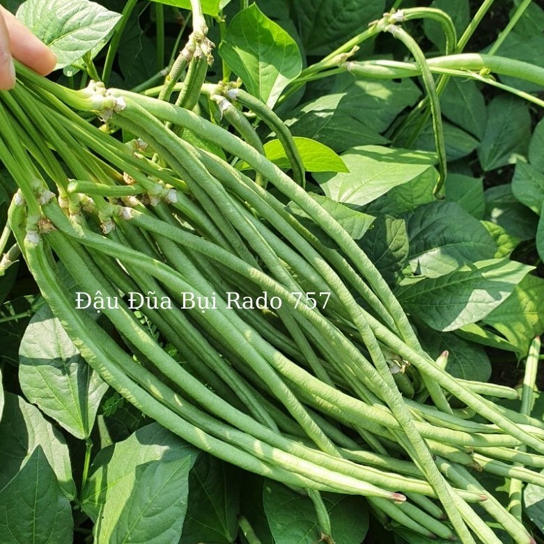 Hạt giống đậu đũa bụi ngọt 757 gói 20g