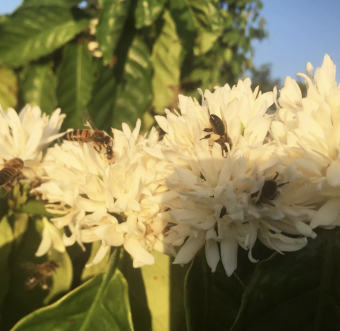 Mật Ong Rừng Tây Nguyên 2 Lít = 4 chai 500ml (thương hiệu HOANG STORE 47  ) - Loại cao cấp dùng tốt cho sức khỏe